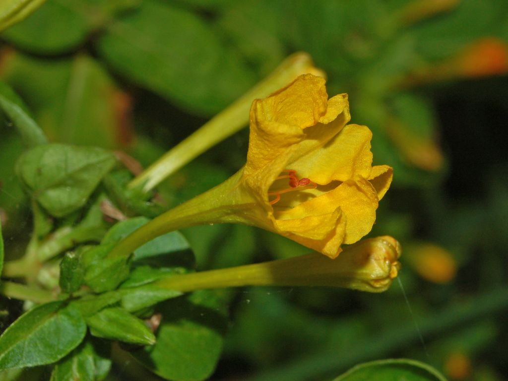 Mirabilis jalapa